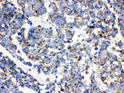 2 - Anti-mtTFA Picoband Antibody ABO12136