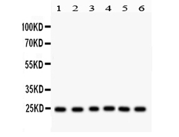 1 - Anti-mtTFA Picoband Antibody ABO12136