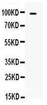 1 - Anti-TLR5 Picoband Antibody ABO12140