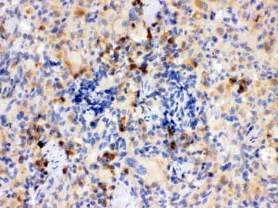 2 - Anti-TLR7 Picoband Antibody ABO12141