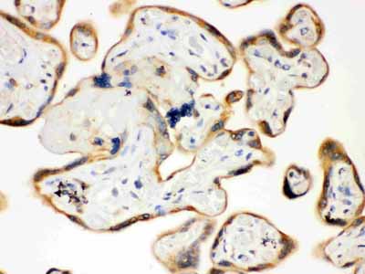 2 - Anti-TLR7 Picoband Antibody ABO12141