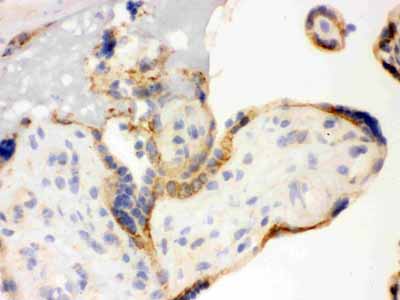 2 - Anti-TLR7 Picoband Antibody ABO12141