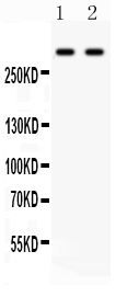 1 - Anti-Versican Picoband Antibody ABO12142