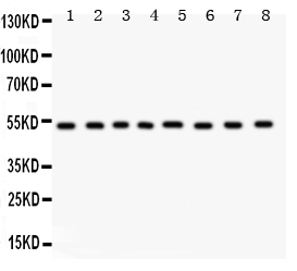 1 - Anti-WASP Picoband Antibody ABO12148
