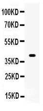 1 - Anti-Wnt1 Picoband Antibody ABO12149