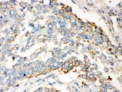 2 - Anti-Wnt2b Picoband Antibody ABO12151