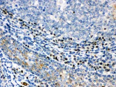 2 - Anti-XBP1 Picoband Antibody ABO12152