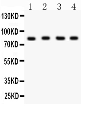 1 - Anti-Ku80 Picoband Antibody ABO12153