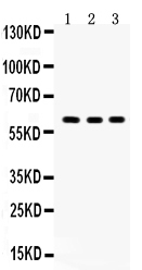 1 - Anti-Yes1 Picoband Antibody ABO12155