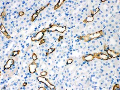 2 - Anti-Aquaporin 1 Picoband Antibody ABO12161