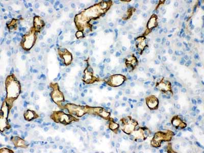 2 - Anti-Aquaporin 1 Picoband Antibody ABO12161