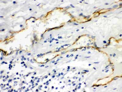 2 - Anti-Aquaporin 1 Picoband Antibody ABO12161