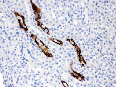 2 - Anti-Aquaporin 2 Picoband Antibody ABO12162