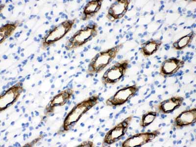 2 - Anti-Aquaporin 2 Picoband Antibody ABO12162