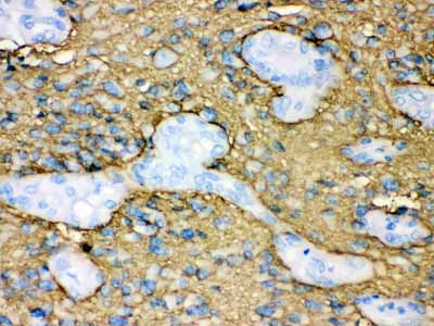 2 - Anti-Aquaporin 4 Picoband Antibody ABO12163