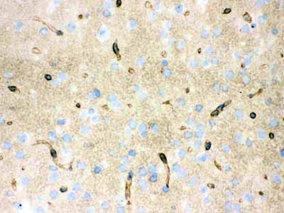 2 - Anti-Aquaporin 4 Picoband Antibody ABO12163