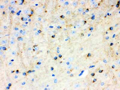 2 - Anti-APLP1 Picoband Antibody ABO12164