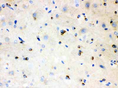 2 - Anti-APLP1 Picoband Antibody ABO12164