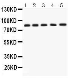 1 - Anti-APLP1 Picoband Antibody ABO12164