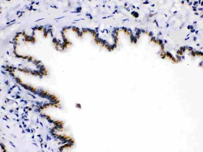 2 - Anti-ARSA Picoband Antibody ABO12165
