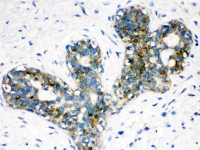 2 - Anti-ARSA Picoband Antibody ABO12165