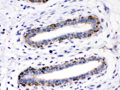2 - Anti-ASPH Picoband Antibody ABO12166