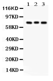 1 - Anti-Apg7 Picoband Antibody ABO12167