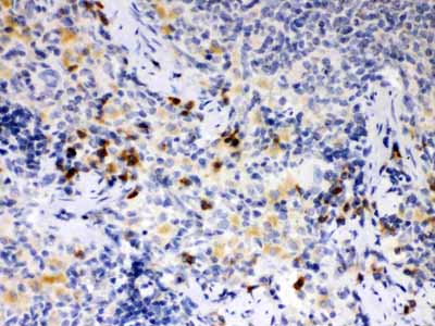 2 - Anti-ATG14L Picoband Antibody ABO12169