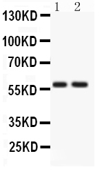 1 - Anti-ATG14L Picoband Antibody ABO12169