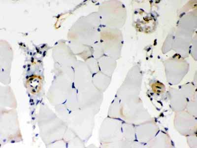 2 - Anti-BAK Picoband Antibody ABO12172