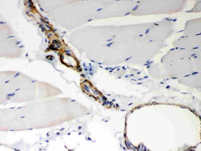 2 - Anti-BAK Picoband Antibody ABO12172