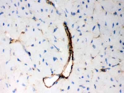 2 - Anti-BAK Picoband Antibody ABO12172