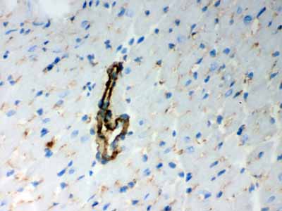 2 - Anti-BAK Picoband Antibody ABO12172