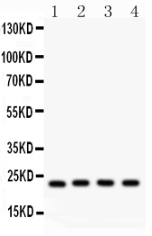 1 - Anti-BAK Picoband Antibody ABO12172