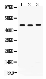 1 - Anti-CD46 Picoband Antibody ABO12174