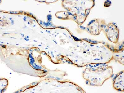 2 - Anti-CD55 Picoband Antibody ABO12175
