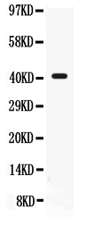 1 - Anti-CD55 Picoband Antibody ABO12175