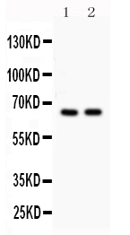 1 - Anti-Cdc25B Picoband Antibody ABO12176