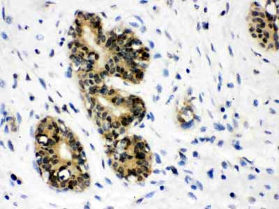 2 - Anti-JAB1 Picoband Antibody ABO12178