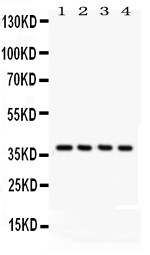 1 - Anti-JAB1 Picoband Antibody ABO12178