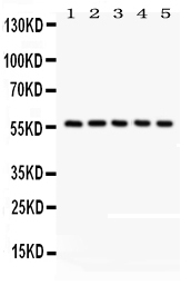 1 - Anti-CREB3L1 Picoband Antibody ABO12180