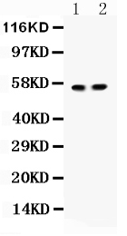 1 - Anti-ICA1 Picoband Antibody ABO12183