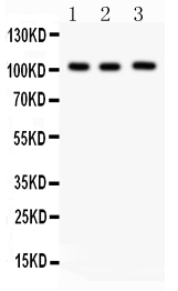1 - Anti-ITCH/AIP4 Picoband Antibody ABO12184