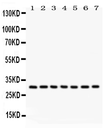 1 - Anti-NQO1 Picoband Antibody ABO12185