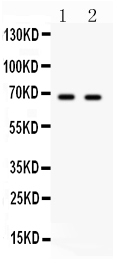 1 - Anti-PLK1 Picoband Antibody ABO12188