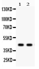 1 - Anti-SGCA Picoband Antibody ABO12191