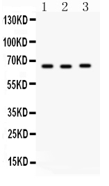 1 - Anti-SLC19A1 Picoband Antibody ABO12192