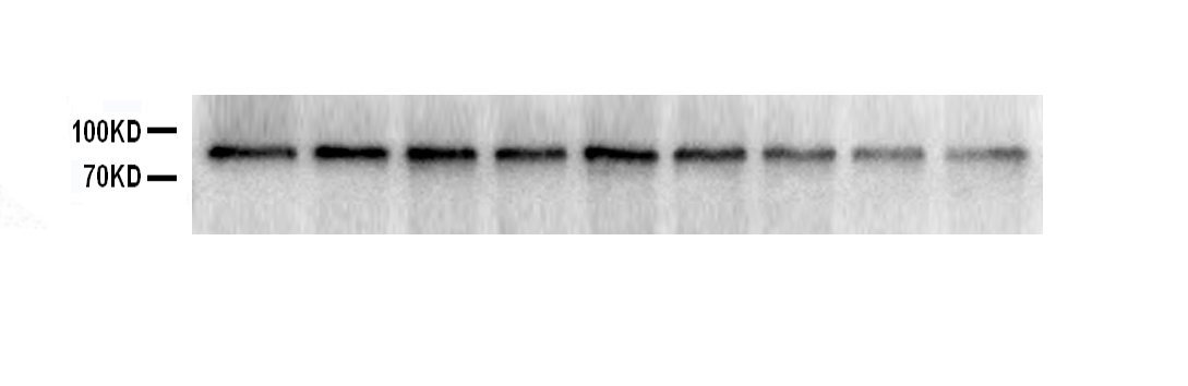 1 - Anti-SOX5 Picoband Antibody ABO12195