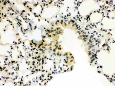 2 - Anti-SP3 Picoband Antibody ABO12196