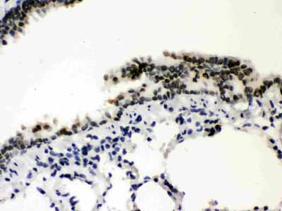 2 - Anti-SP3 Picoband Antibody ABO12196